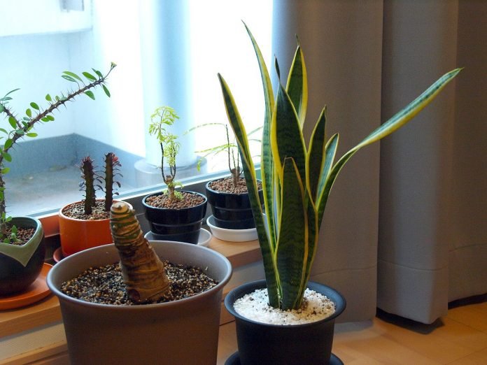 House_plants